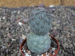 Tephrocactus geometricus, pot 5,5 cm