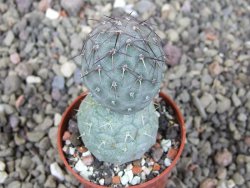 Tephrocactus geometricus, pot 5,5 cm - 12409381