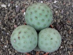Tephrocactus geometricus, pot 5,5 cm