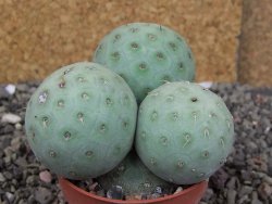 Tephrocactus geometricus, pot 5,5 cm - 12409391