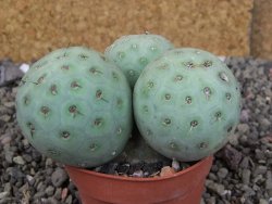 Tephrocactus geometricus, pot 5,5 cm - 12409392