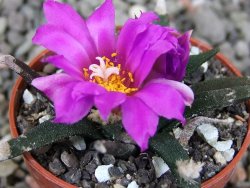 Ariocarpus agavoides pot 5,5 cm cites IA - 12409396