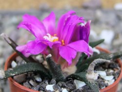 Ariocarpus agavoides pot 5,5 cm cites IA - 12409397