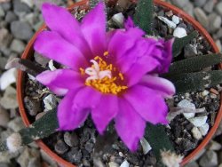 Ariocarpus agavoides pot 5,5 cm cites IA - 12409398