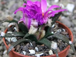 Ariocarpus agavoides pot 5,5 cm cites IA