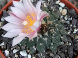 Ariocarpus kotschoubeyanus albiflorus Tula pot 5,5 cm - 12409405