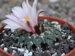 Ariocarpus kotschoubeyanus albiflorus Tula pot 5,5 cm - 12409406