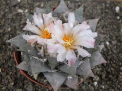 Ariocarpus retusus 10 cm cites IA