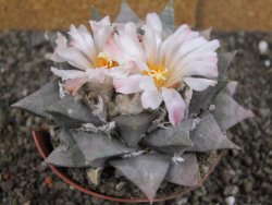 Ariocarpus retusus 10 cm cites IA - 12409408