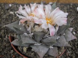 Ariocarpus retusus 10 cm cites IA - 12409410