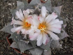 Ariocarpus retusus 10 cm cites IA - 12409411