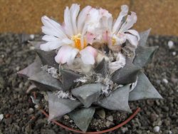 Ariocarpus retusus 10 cm cites IA - 12409412