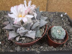 Ariocarpus retusus 10 cm cites IA - 12409413