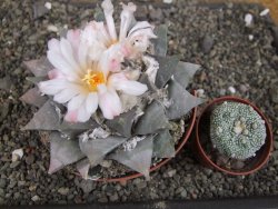 Ariocarpus retusus 10 cm cites IA - 12409414