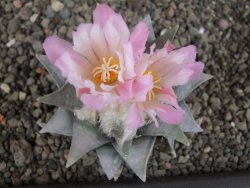 Ariocarpus retusus 8 cm cites IA - 12409416