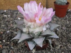 Ariocarpus retusus 8 cm cites IA - 12409417