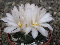Ariocarpus retusus scapharostroides El Sabinito MM154 pot 5,5 cm