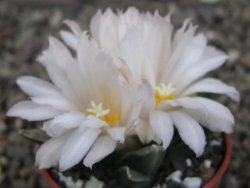 Ariocarpus retusus scapharostroides El Sabinito MM154 pot 5,5 cm - 12409433