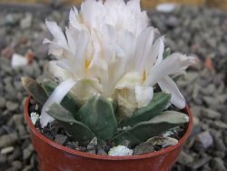 Ariocarpus retusus scapharostroides El Sabinito MM154 pot 5,5 cm - 12409436