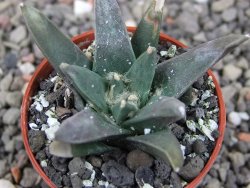 Ariocarpus retusus scapharostroides El Sabinito MM154 pot 5,5 cm