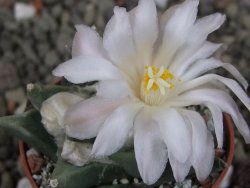 Ariocarpus retusus scapharostroides Vila Juarez pot 5,5 cm - 12409438