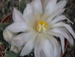 Ariocarpus retusus scapharostroides Vila Juarez pot 5,5 cm - 12409439