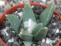 Ariocarpus retusus scapharostroides Vila Juarez pot 5,5 cm