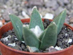 Ariocarpus retusus scapharostroides Vila Juarez pot 5,5 cm - 12409445