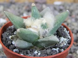 Ariocarpus retusus scapharostroides Vila Juarez pot 5,5 cm - 12409447