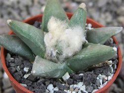 Ariocarpus retusus scapharostroides Vila Juarez pot 5,5 cm - 12409448
