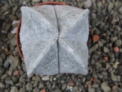 Astrophytum coahuilense quadricostatum, pot 5,5 cm - 12409449