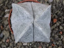 Astrophytum coahuilense quadricostatum, pot 5,5 cm