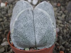 Astrophytum coahuilense quadricostatum, pot 5,5 cm - 12409452