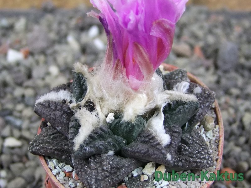 Ariocarpus fissuratus pot 5,5 cm Cuatro Cienegas