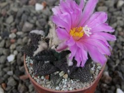 Ariocarpus fissuratus pot 5,5 cm Cuatro Cienegas - 12409457