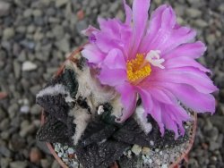 Ariocarpus fissuratus pot 5,5 cm Cuatro Cienegas - 12409458