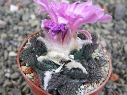 Ariocarpus fissuratus pot 5,5 cm Cuatro Cienegas - 12409460