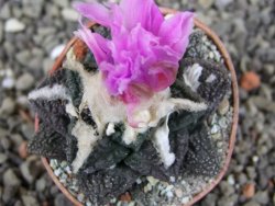 Ariocarpus fissuratus pot 5,5 cm Cuatro Cienegas - 12409461