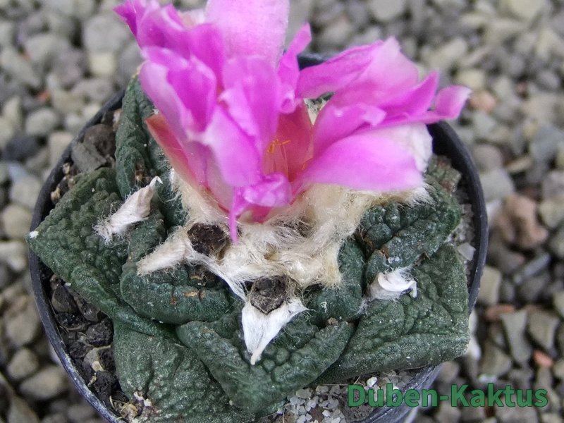 Ariocarpus fissuratus pot 5,5 cm Cuatro Cienegas