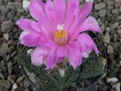 Ariocarpus fissuratus pot 5,5 cm Cuatro Cienegas - 12409463