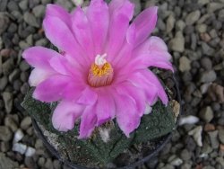 Ariocarpus fissuratus pot 5,5 cm Cuatro Cienegas - 12409464