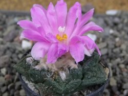 Ariocarpus fissuratus pot 5,5 cm Cuatro Cienegas - 12409465