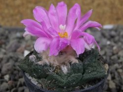 Ariocarpus fissuratus pot 5,5 cm Cuatro Cienegas - 12409466