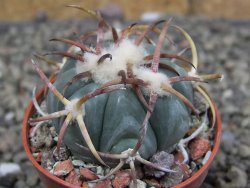 Echinocactus horizonthalonius Jacales, pot 5,5 cm - 12409478