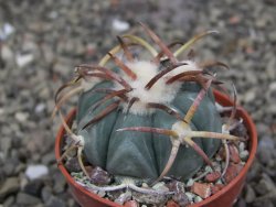 Echinocactus horizonthalonius Jacales, pot 5,5 cm