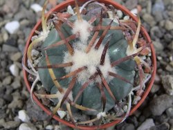 Echinocactus horizonthalonius Jacales, pot 5,5 cm - 12409480