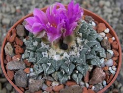 Ariocarpus kotschoubeyanus sladkovskii Rio Verde pot 6,5 cm - 12409484