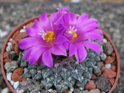 Ariocarpus kotschoubeyanus sladkovskii Rio Verde pot 6,5 cm - 12409486