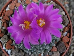 Ariocarpus kotschoubeyanus sladkovskii Rio Verde pot 6,5 cm - 12409487