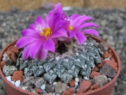 Ariocarpus kotschoubeyanus sladkovskii Rio Verde pot 6,5 cm - 12409488